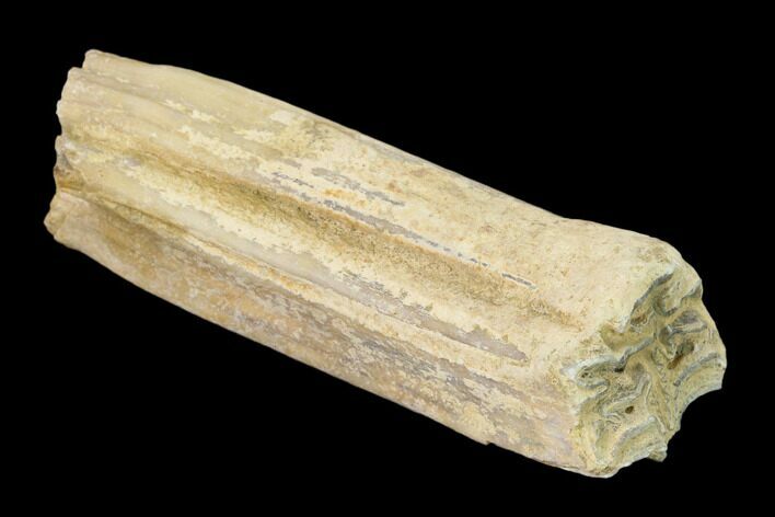 Pleistocene Aged Fossil Horse Tooth - Kansas #134853
